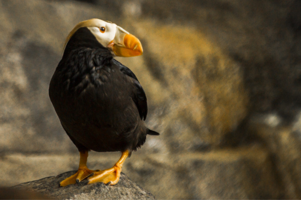 puffin on a rock