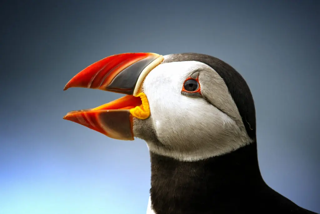 puffin