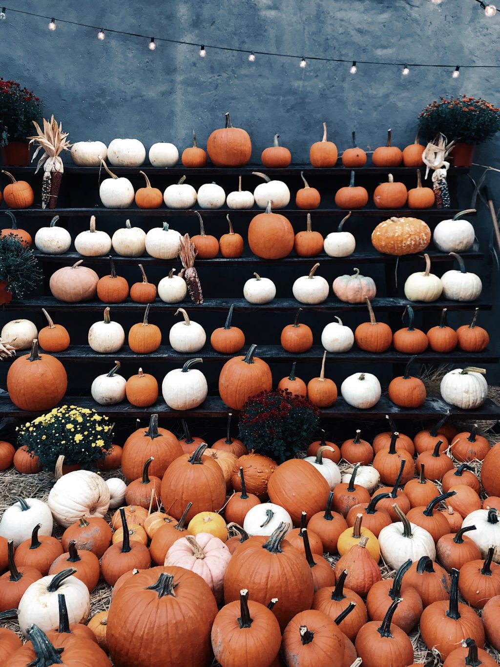 many different pumpkins