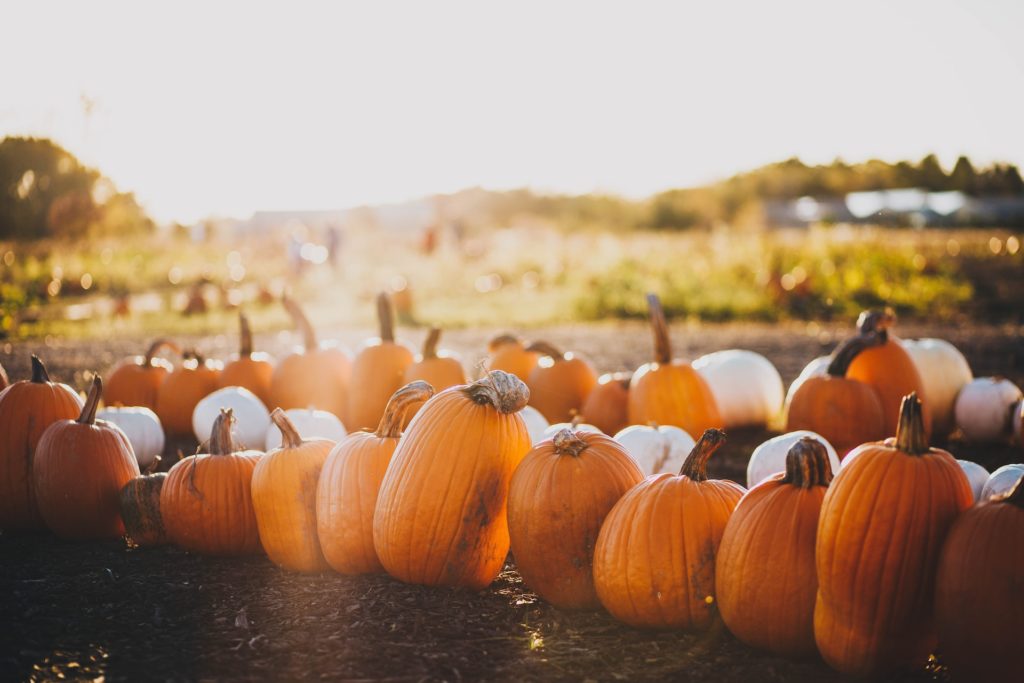 pumpkins fall season