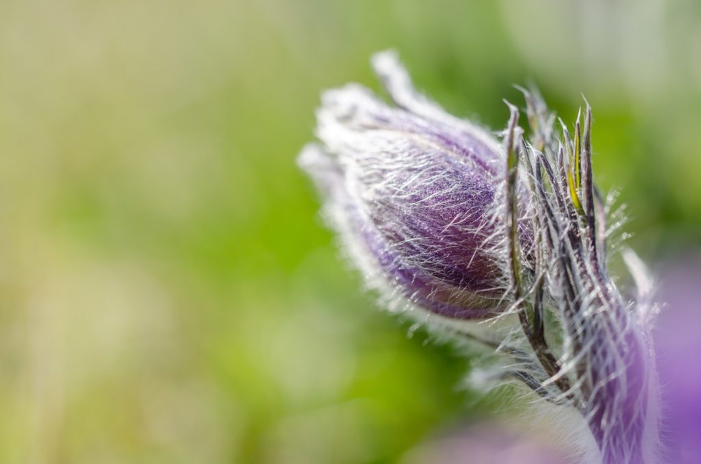 purple flower bud in macro photography