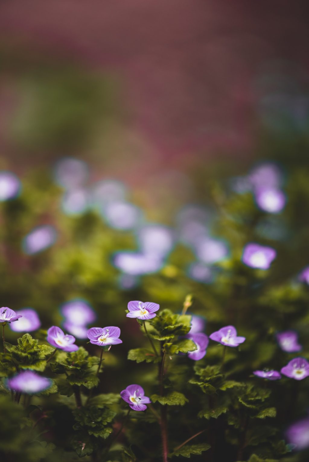 purple flowers