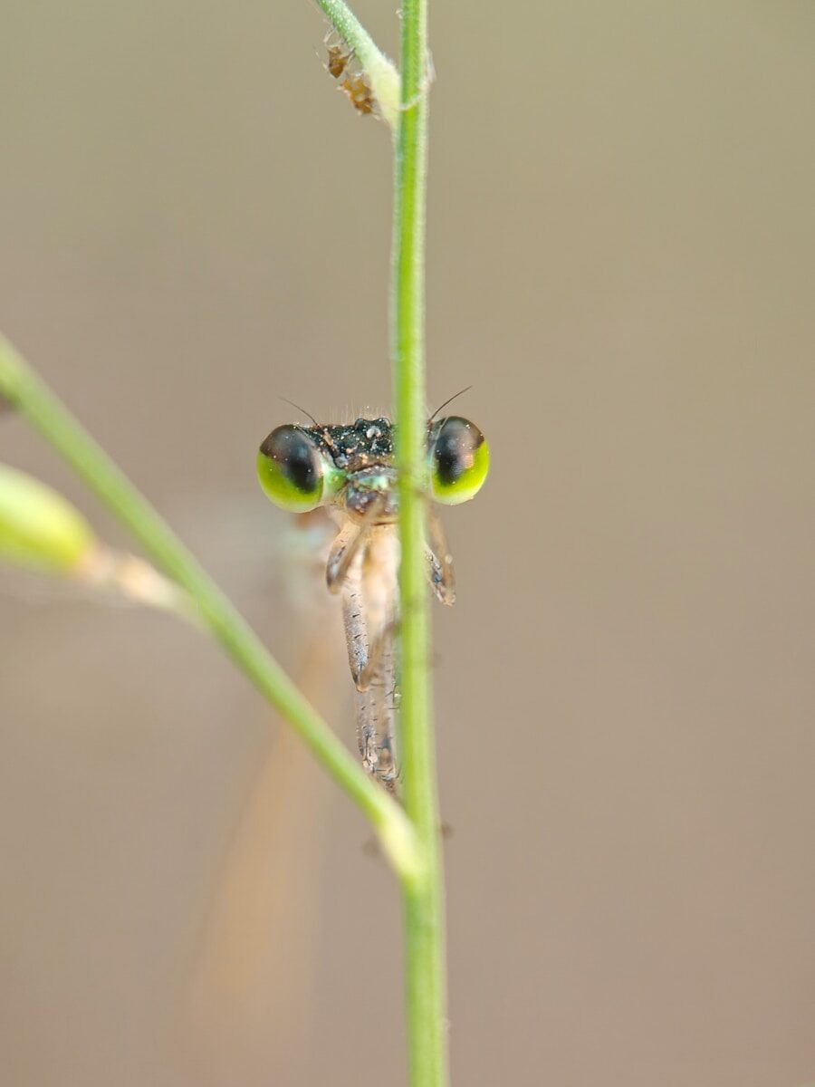A damselfly peeks from behind a green stem.