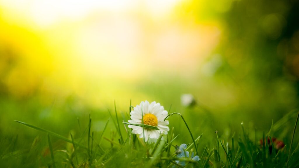 close up shot of white flower