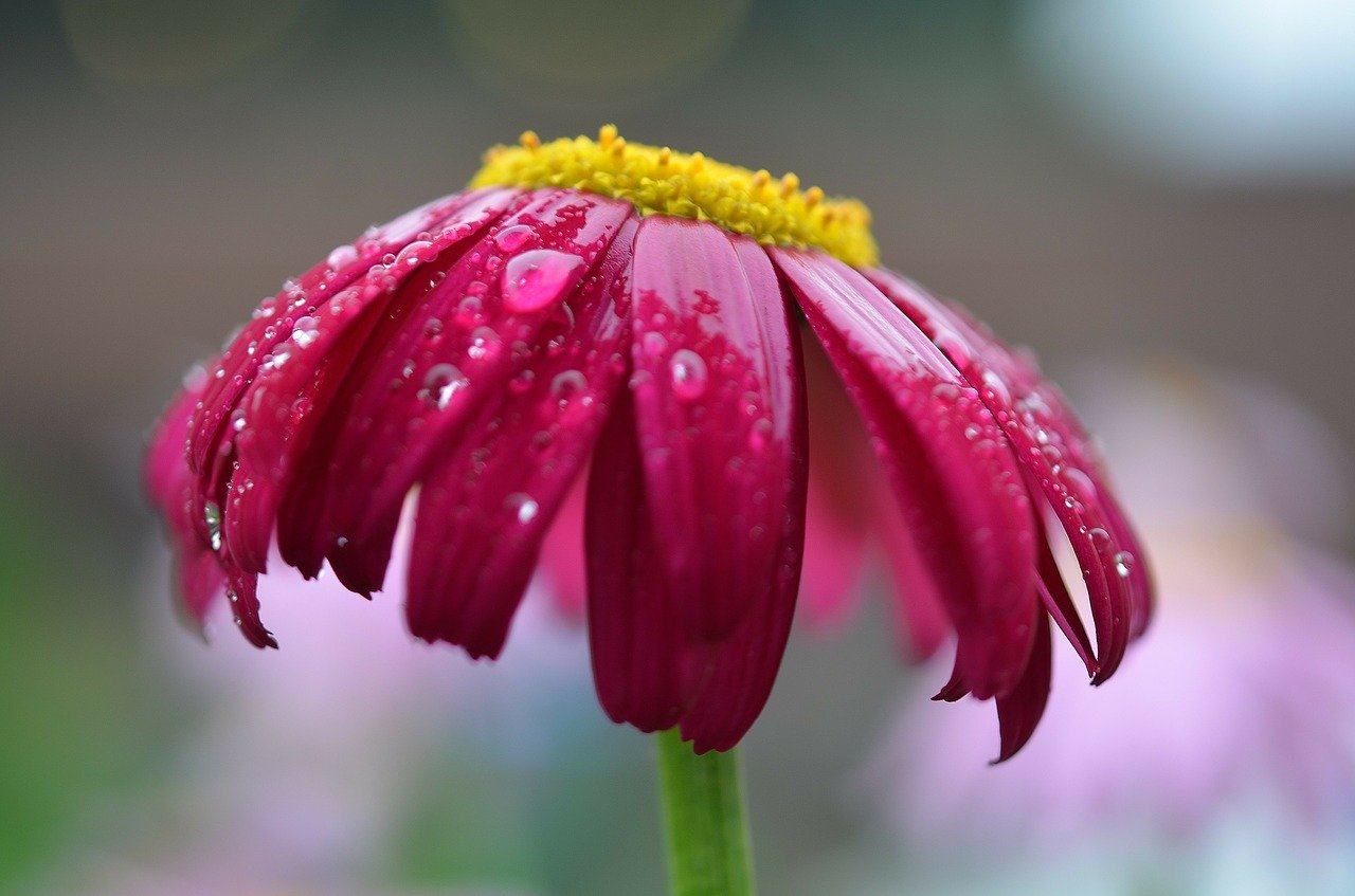 8 Strategies To Improve Your Flower Photography Light Stalking