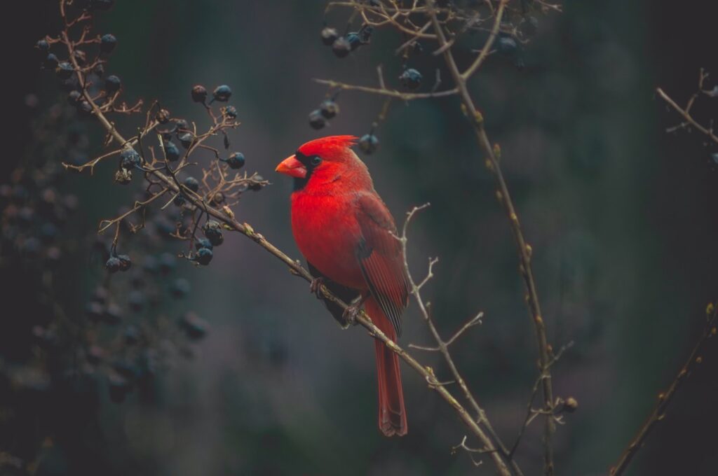 selective focus photography of red cardinal on tree