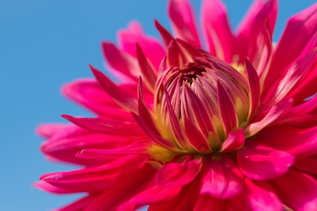 pink bud flower