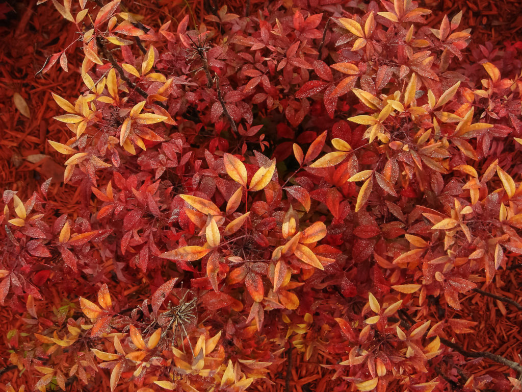 red yellow leaves