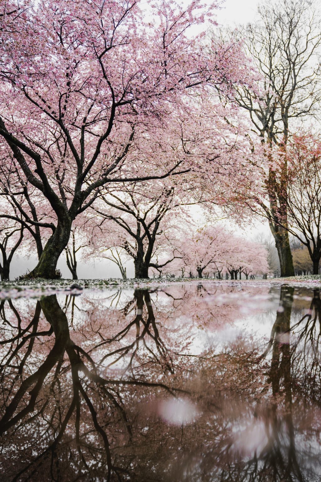 springtime lake