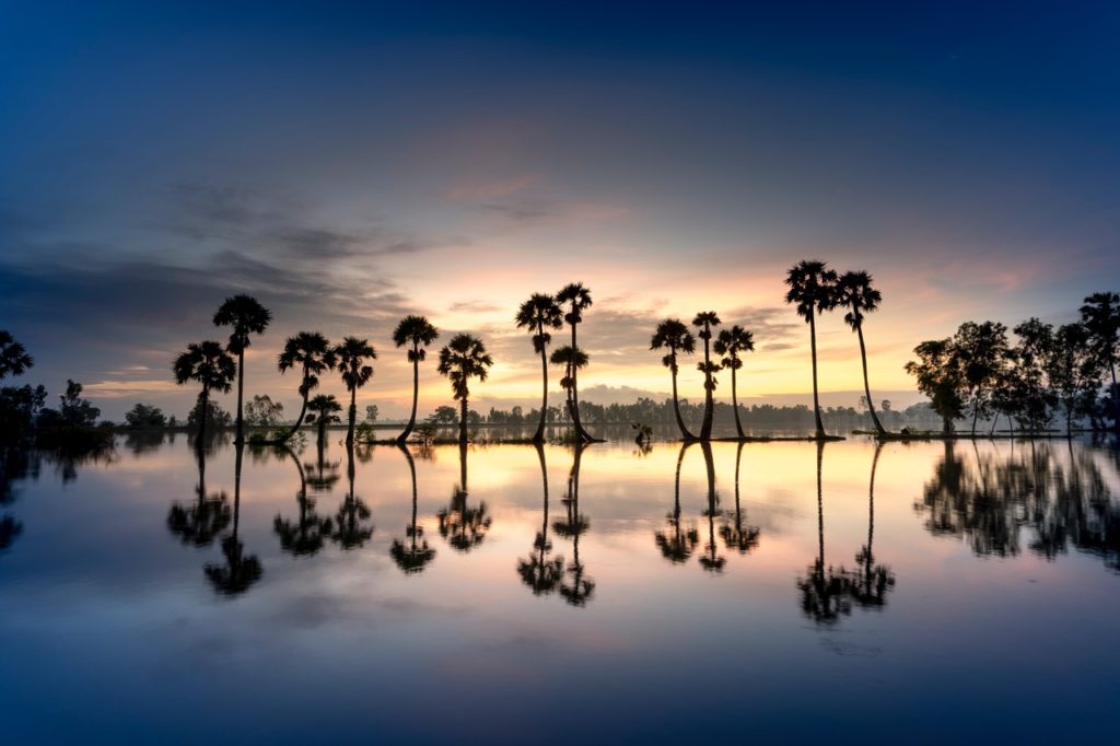 reflection of trees on water