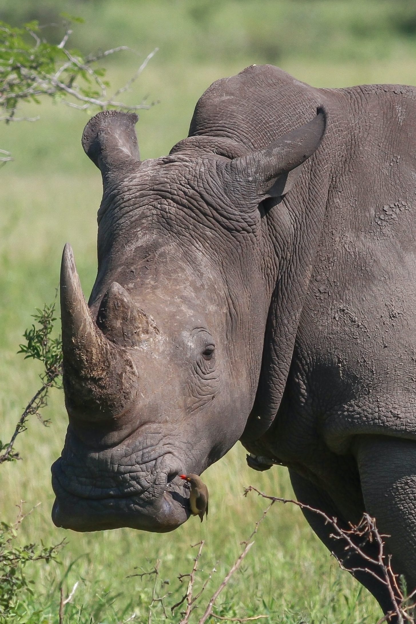 rhino environmental portrait