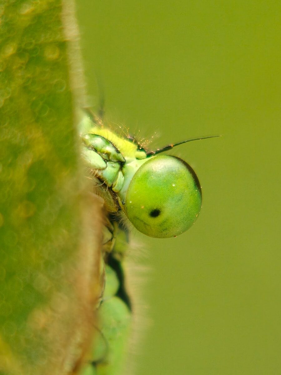 A bright green dragonfly peeks from behind a leaf.