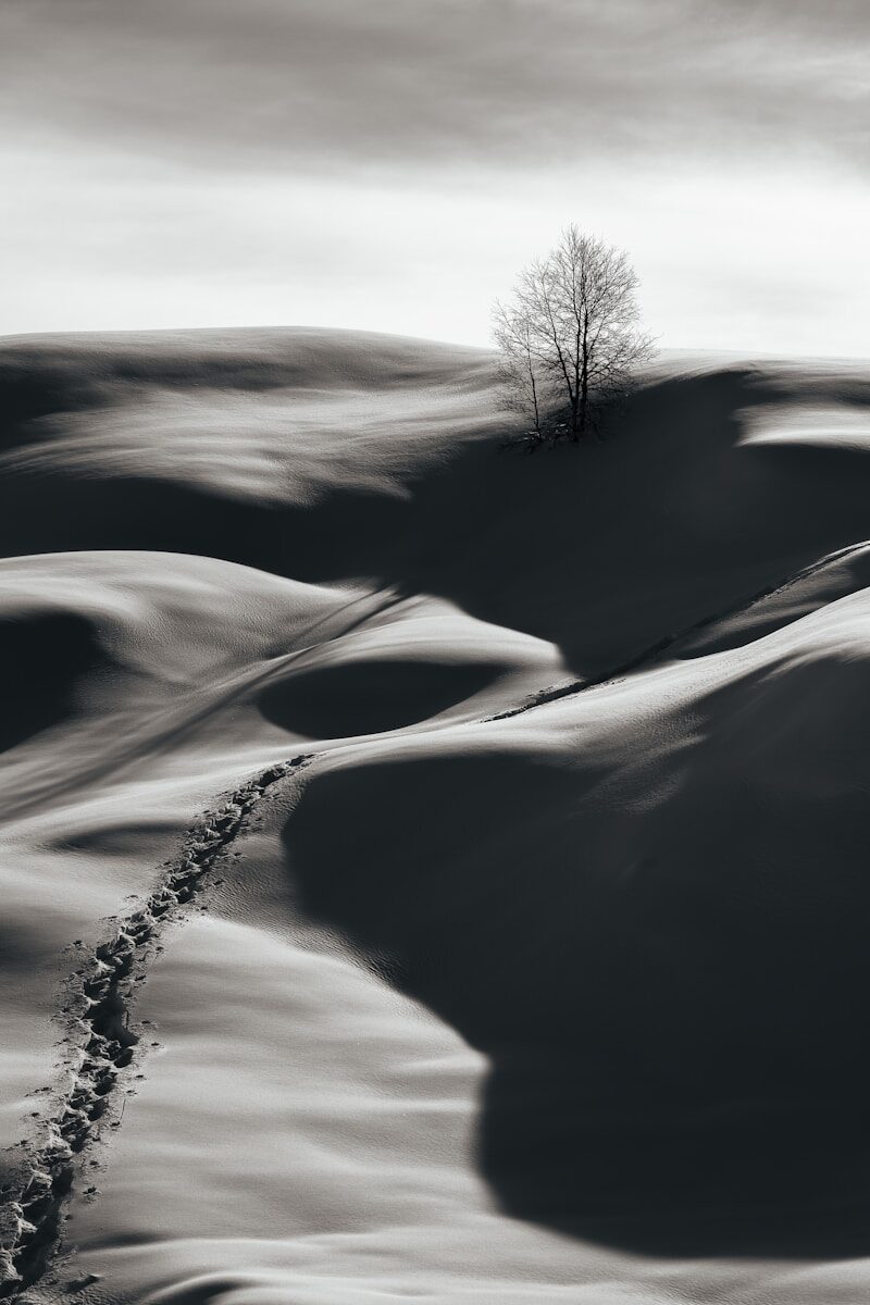 a black and white photo of a lone tree on a snowy hill