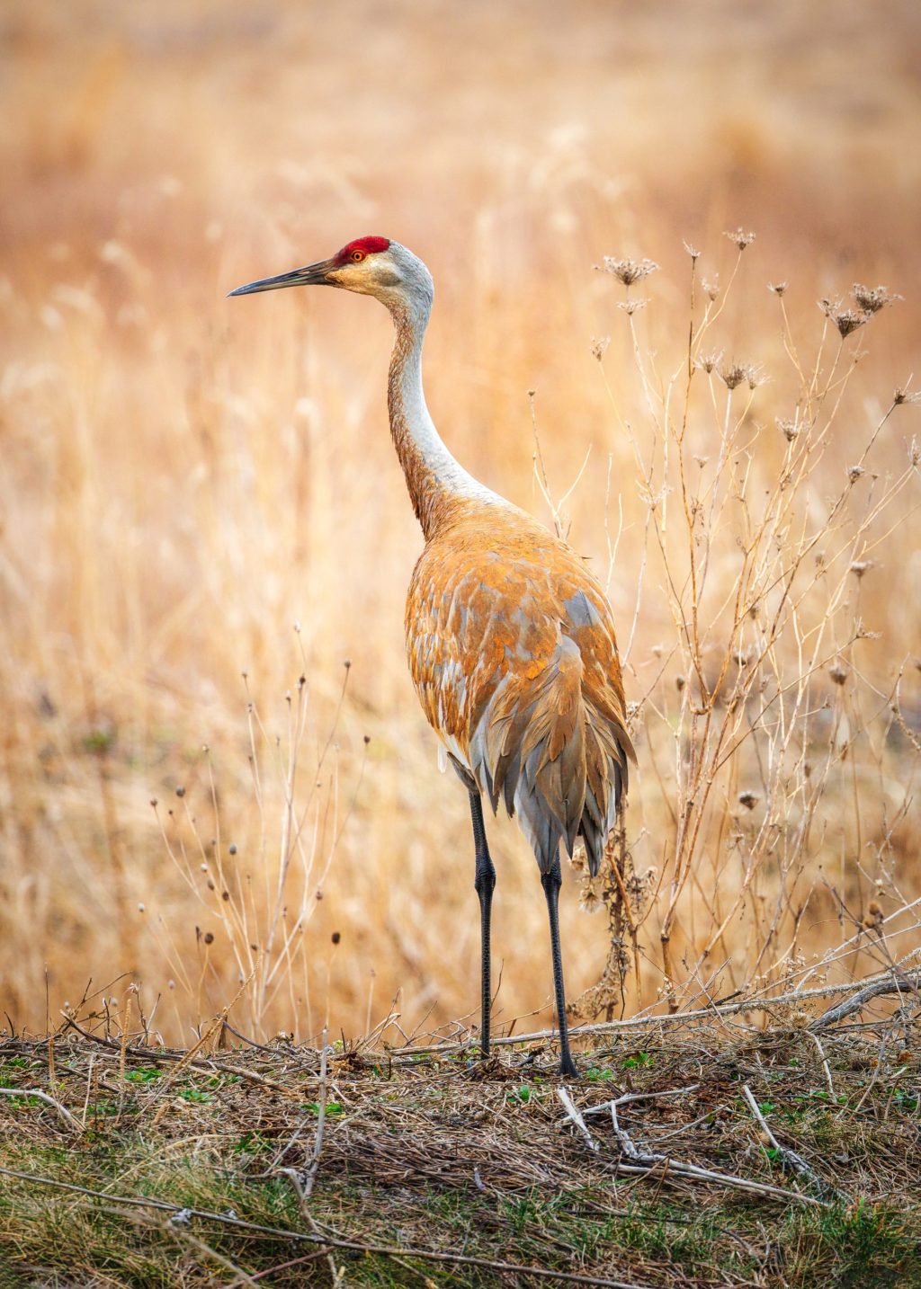 tall bird in the field