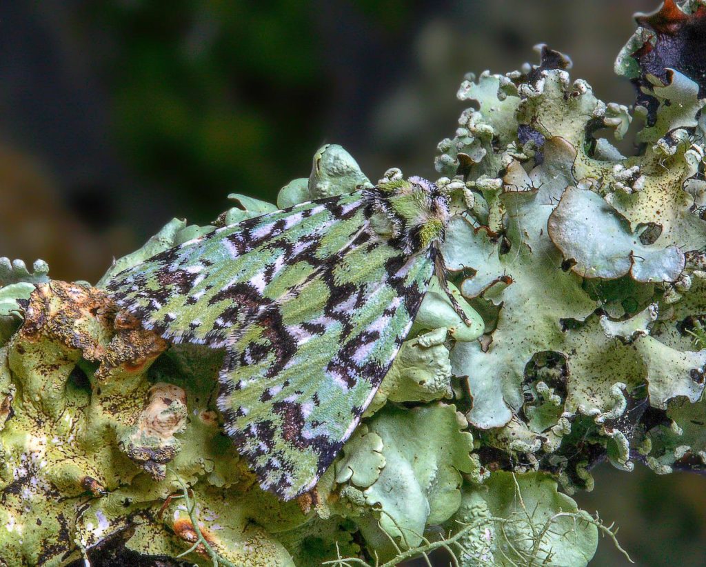 cacti-like lichen