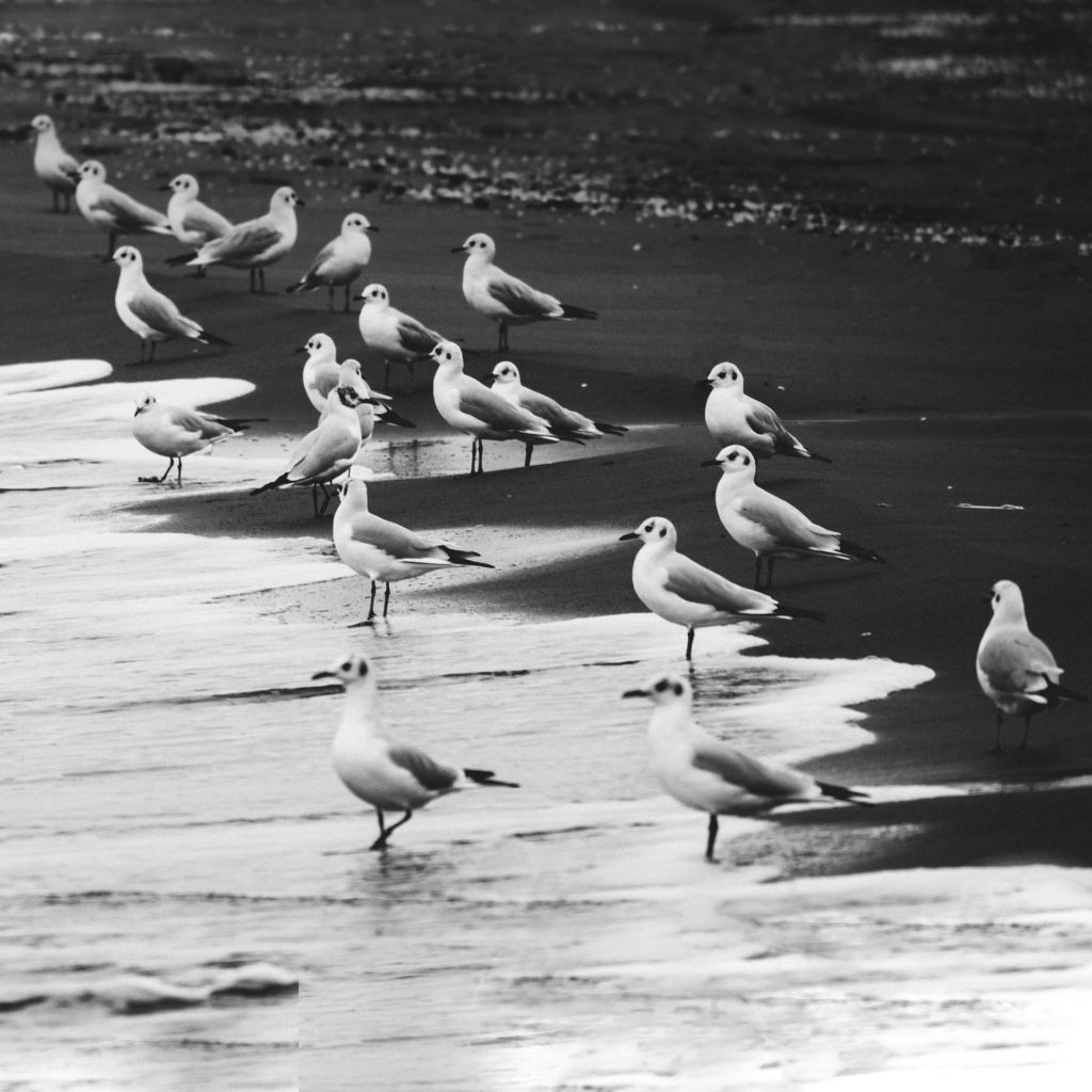 black and white birds