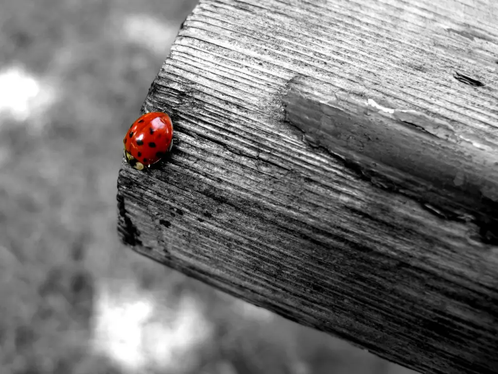 selective colour