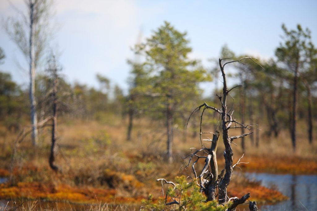 When you focus on something close to the lens, the background becomes out of focus