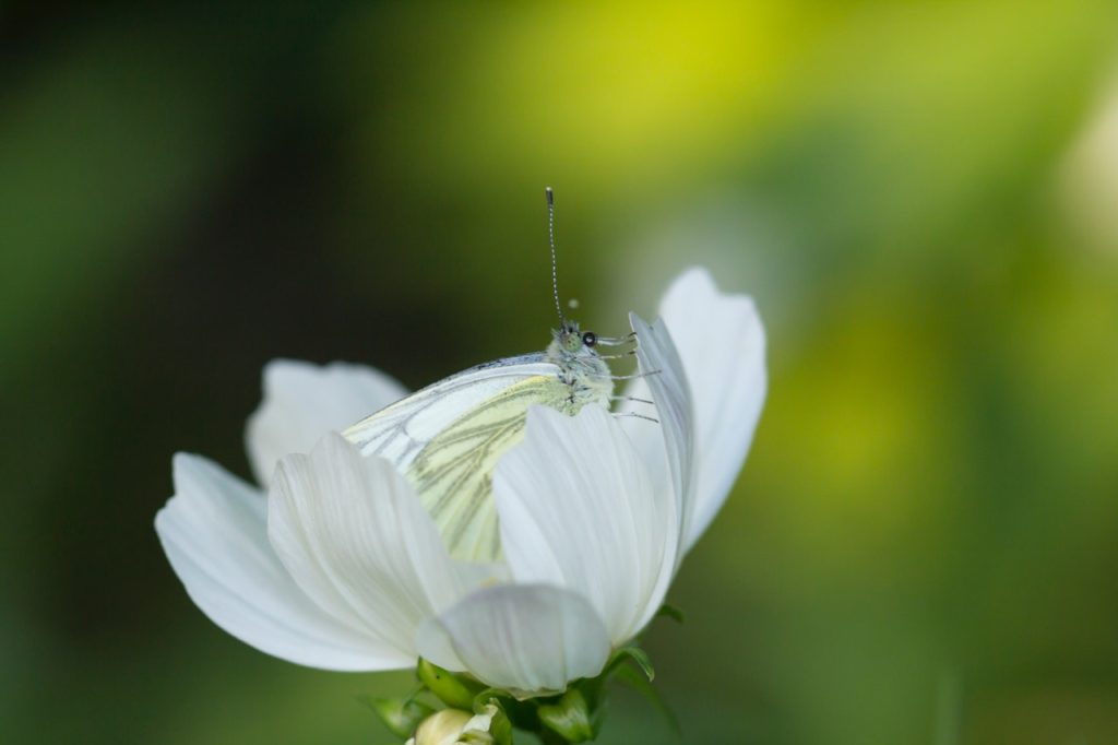 selective focus photo of white brimstone butterfly on white