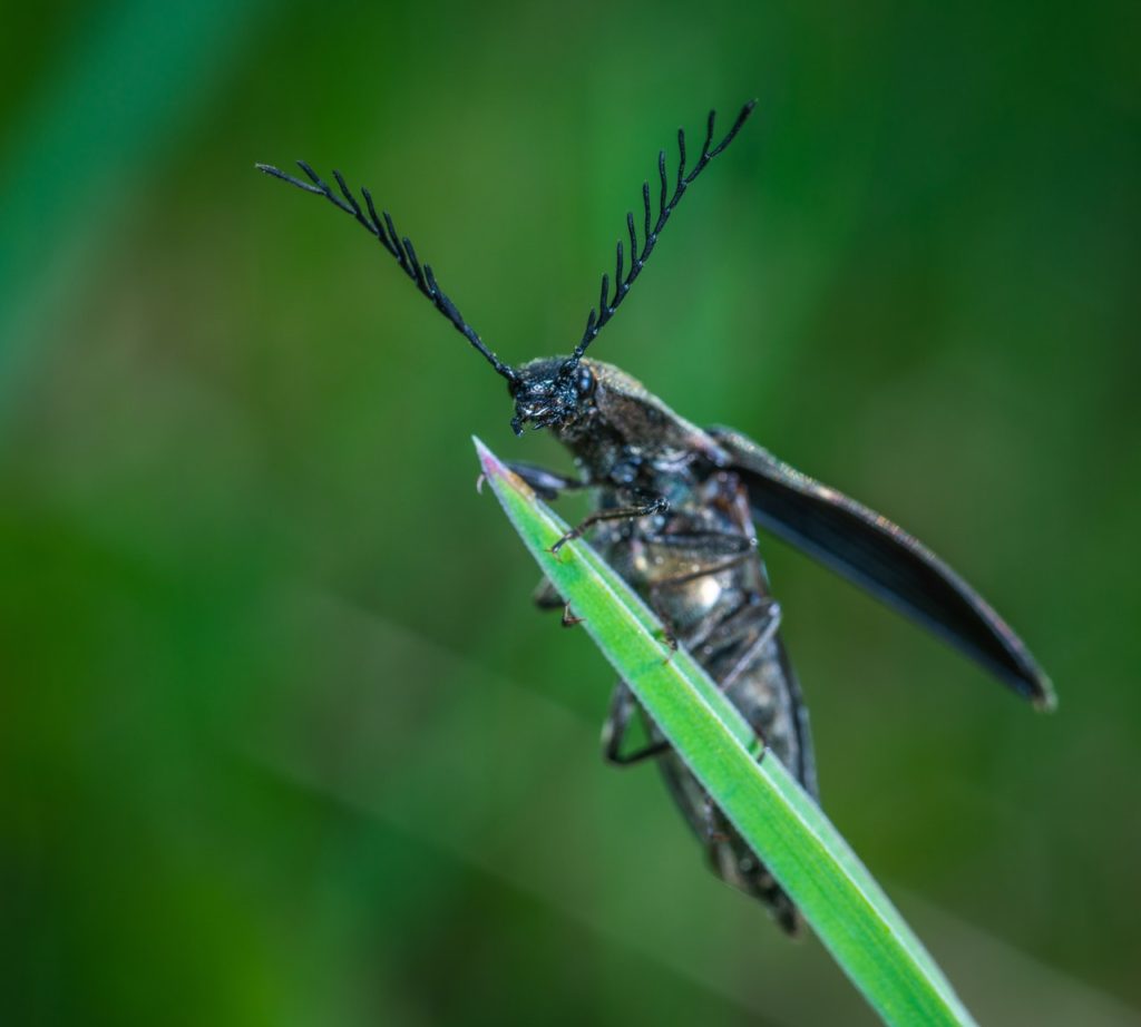 selective focus photography of black leaf horned beetle