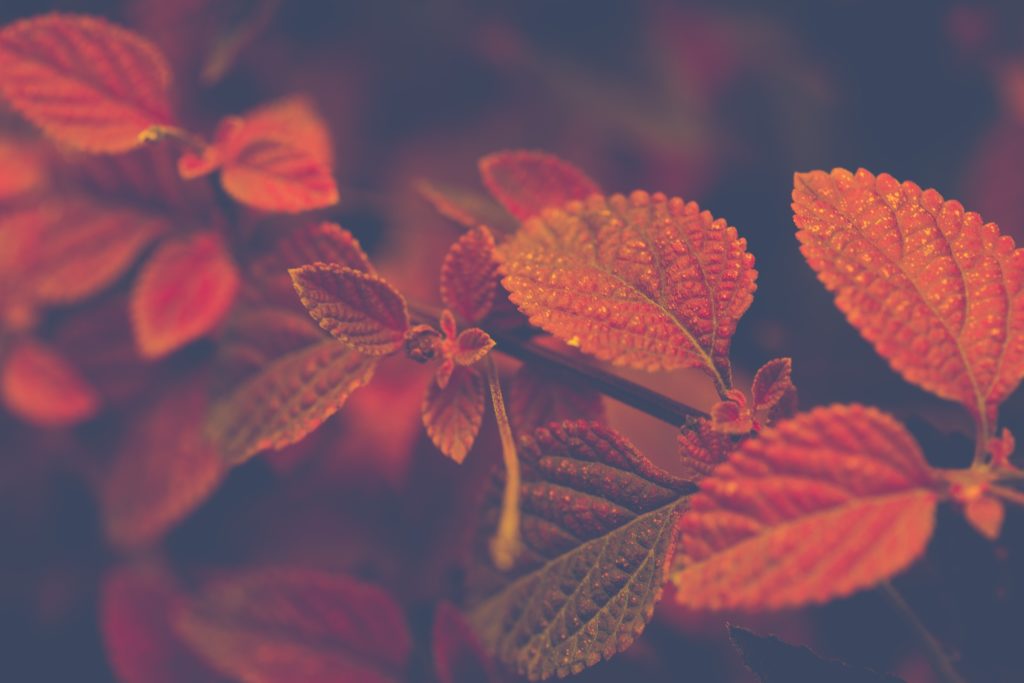 shallow focus photo of red and brown leaves