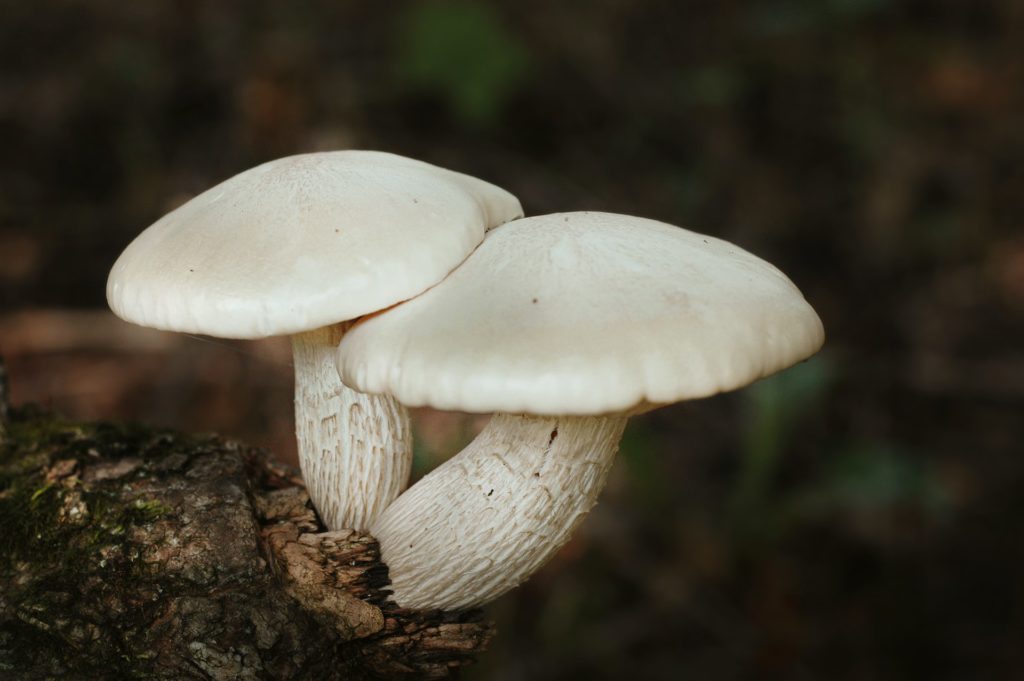 white mushroom in the forest