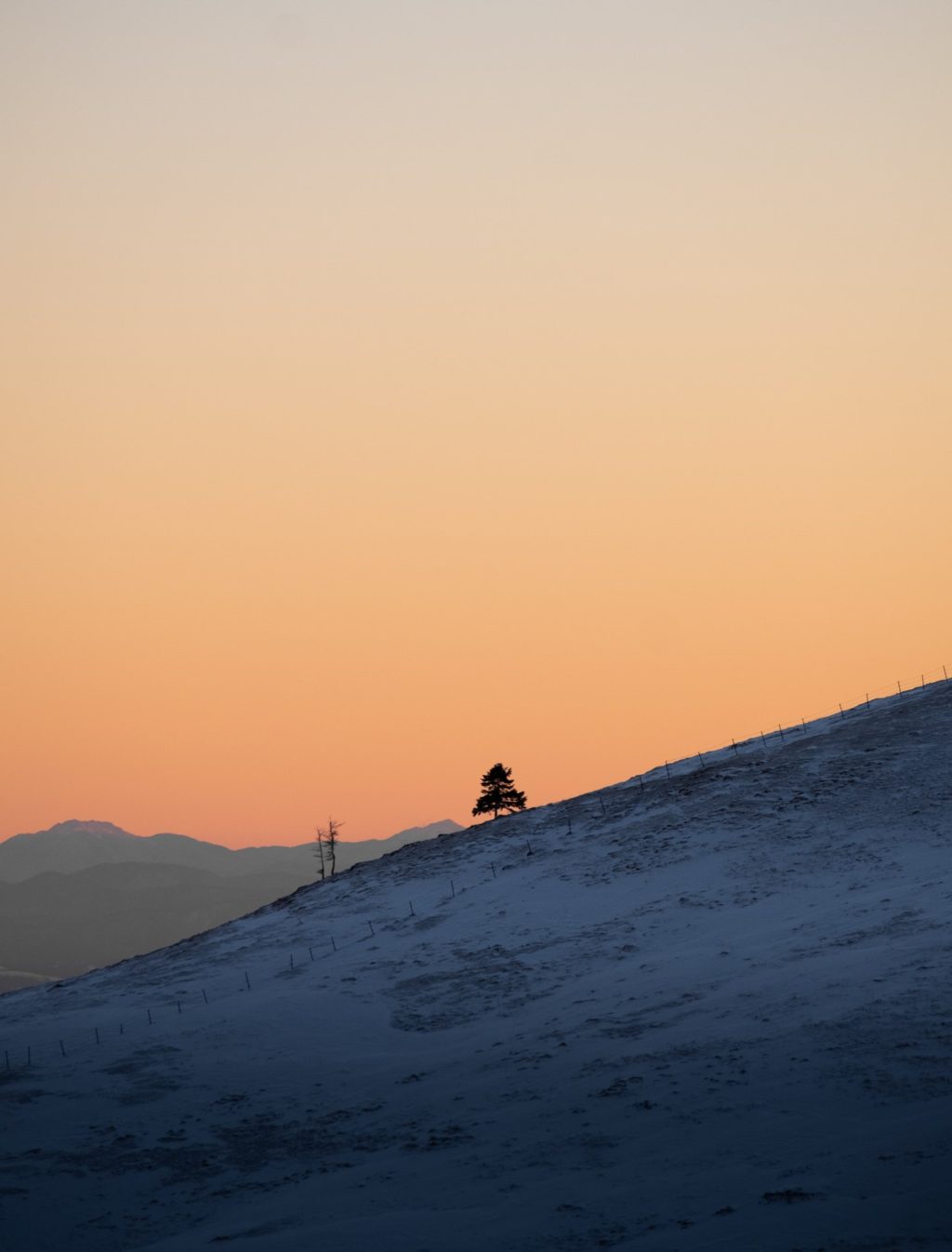 silhouettes photography of trees in mountain slope