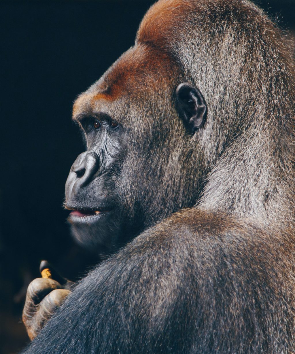 gorilla wildlife portrait