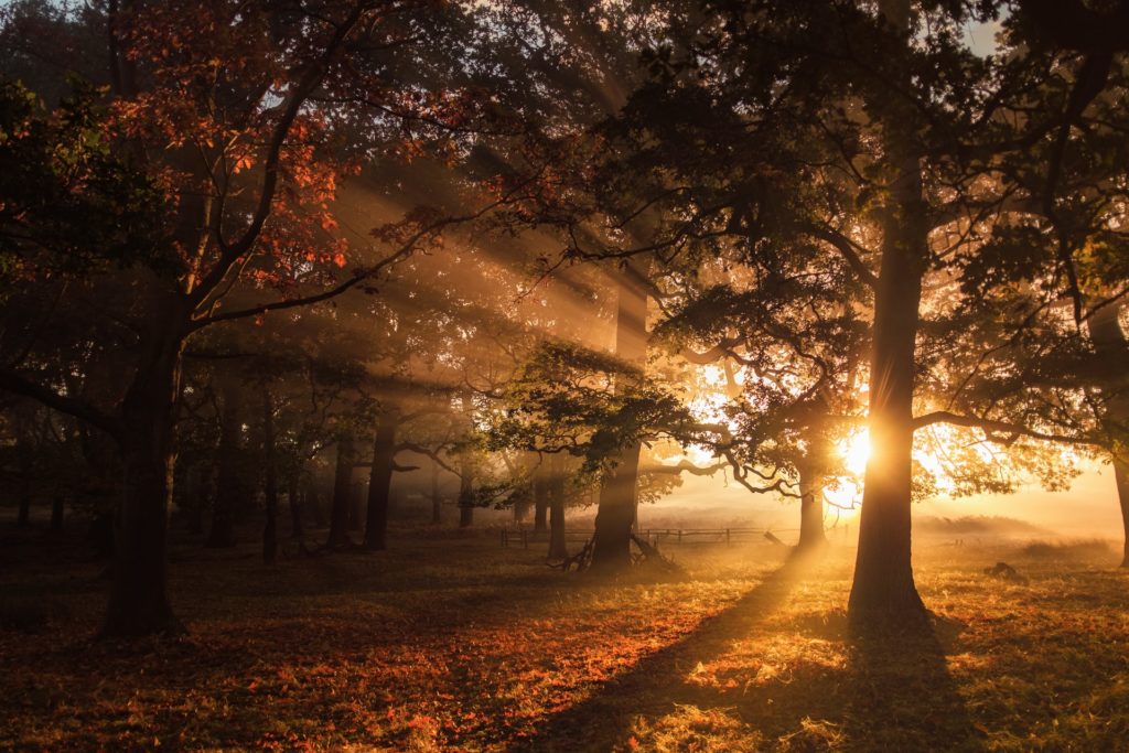 Watch out for those beams of light through canopies early in the morning