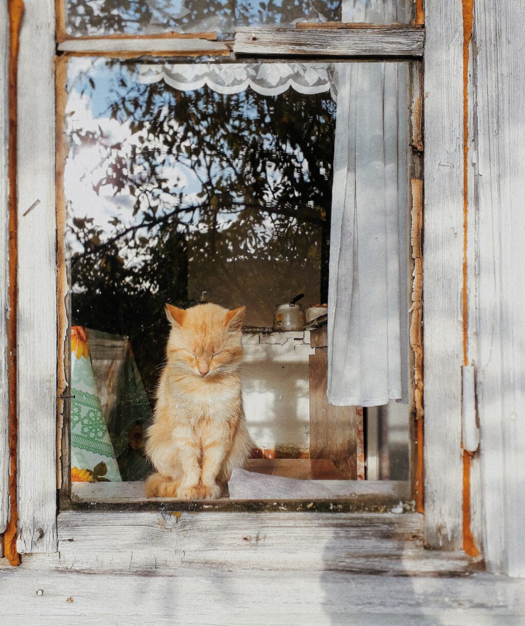 window photography