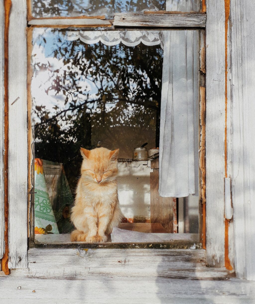 window photography nature photography ideas canon