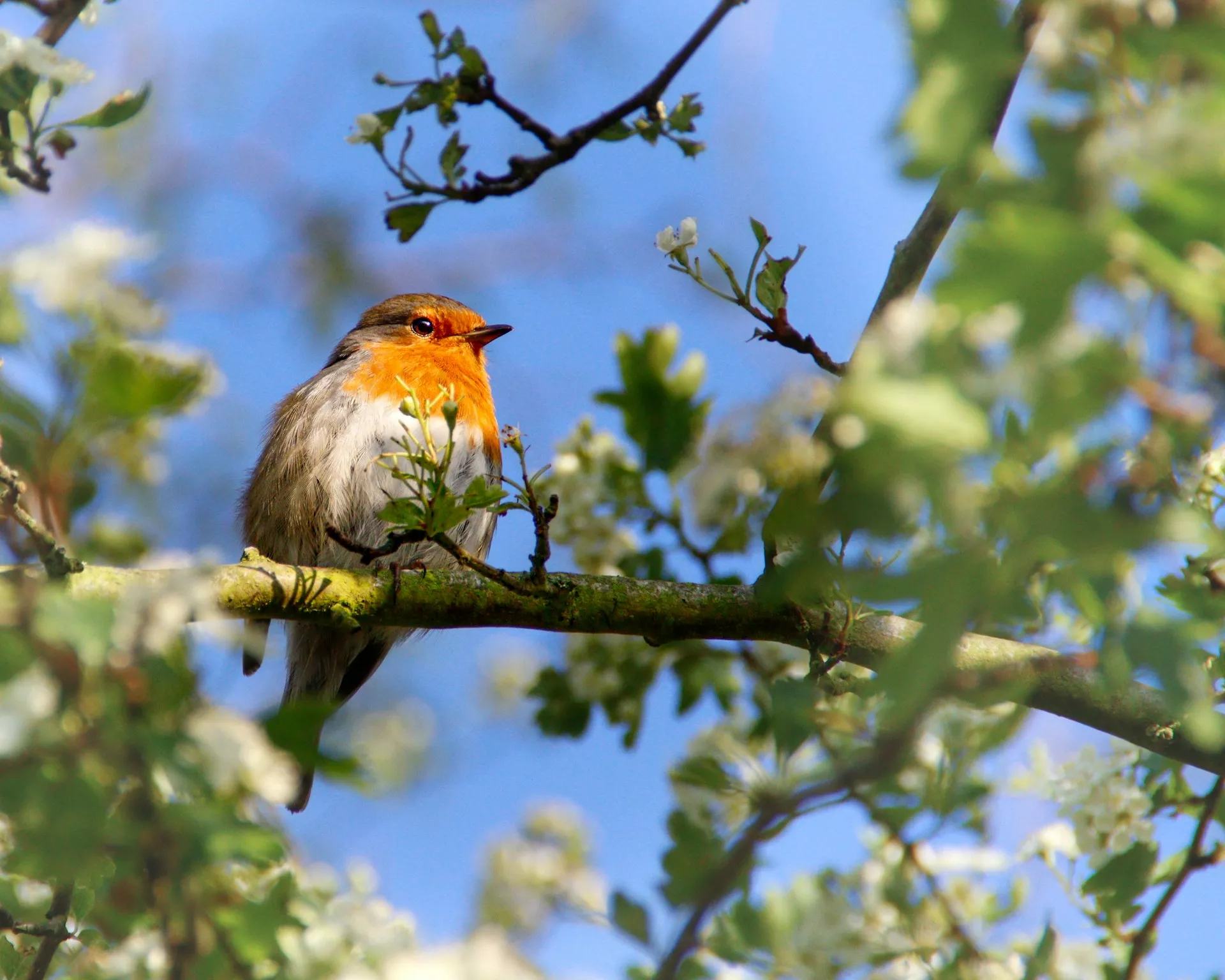 27 Beautiful Photos Of Wildlife In Their Natural Habitat