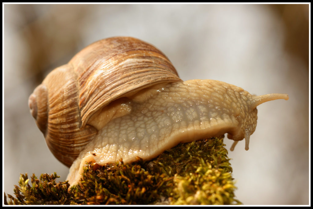 snail