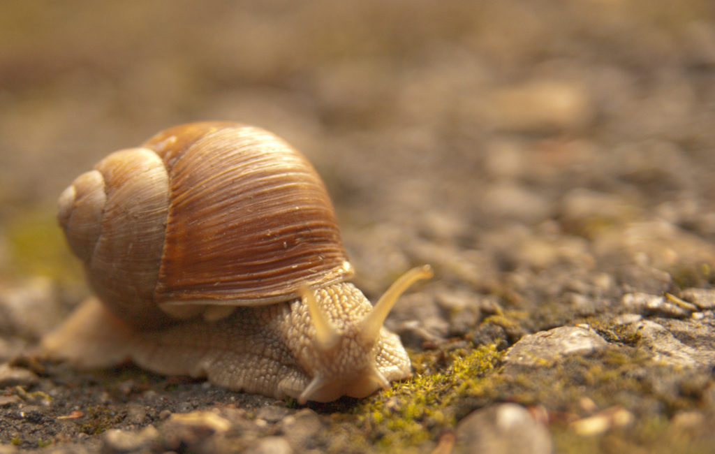 snail