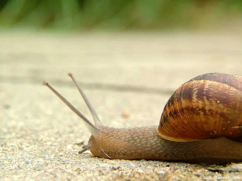 snail