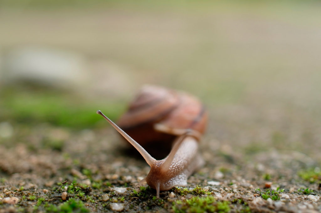 snail