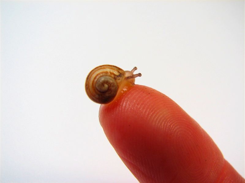 snail