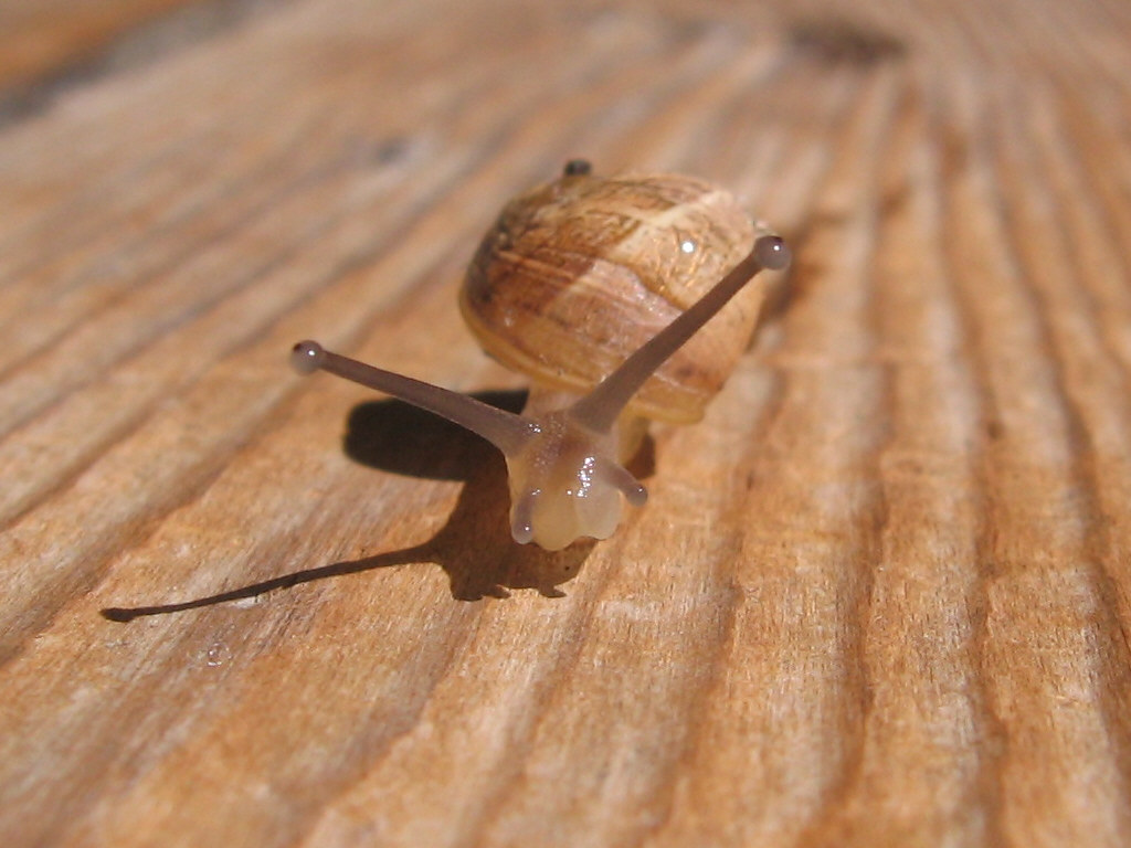 snail