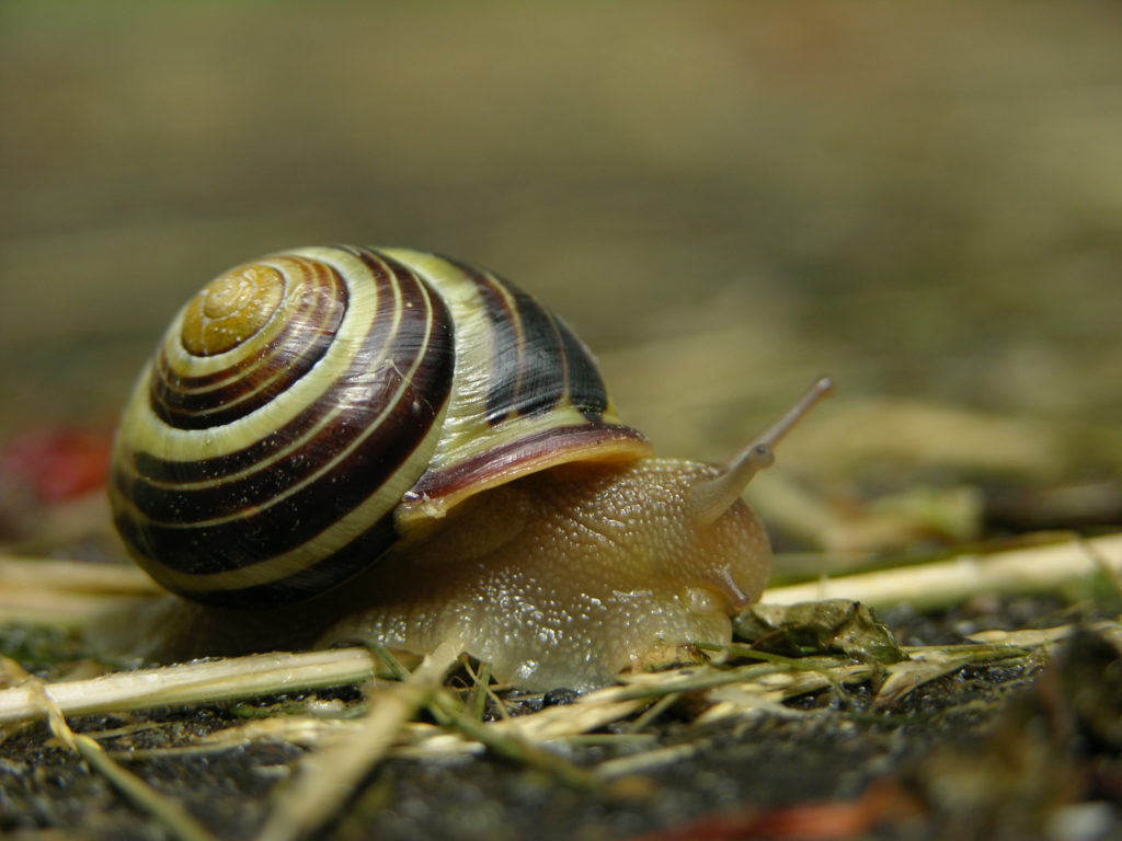 snail