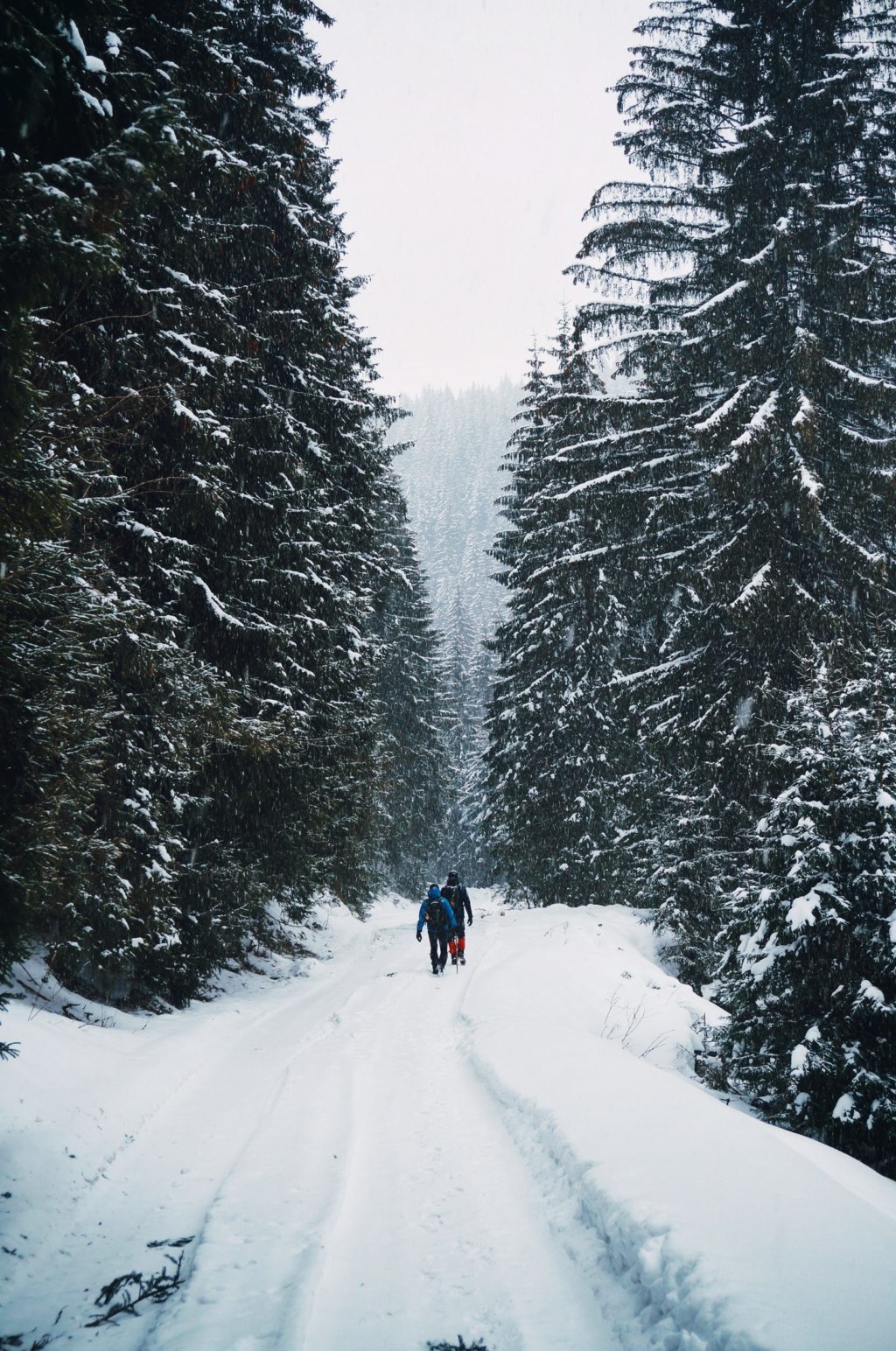 two person walking on snow-covered road in middle of forest