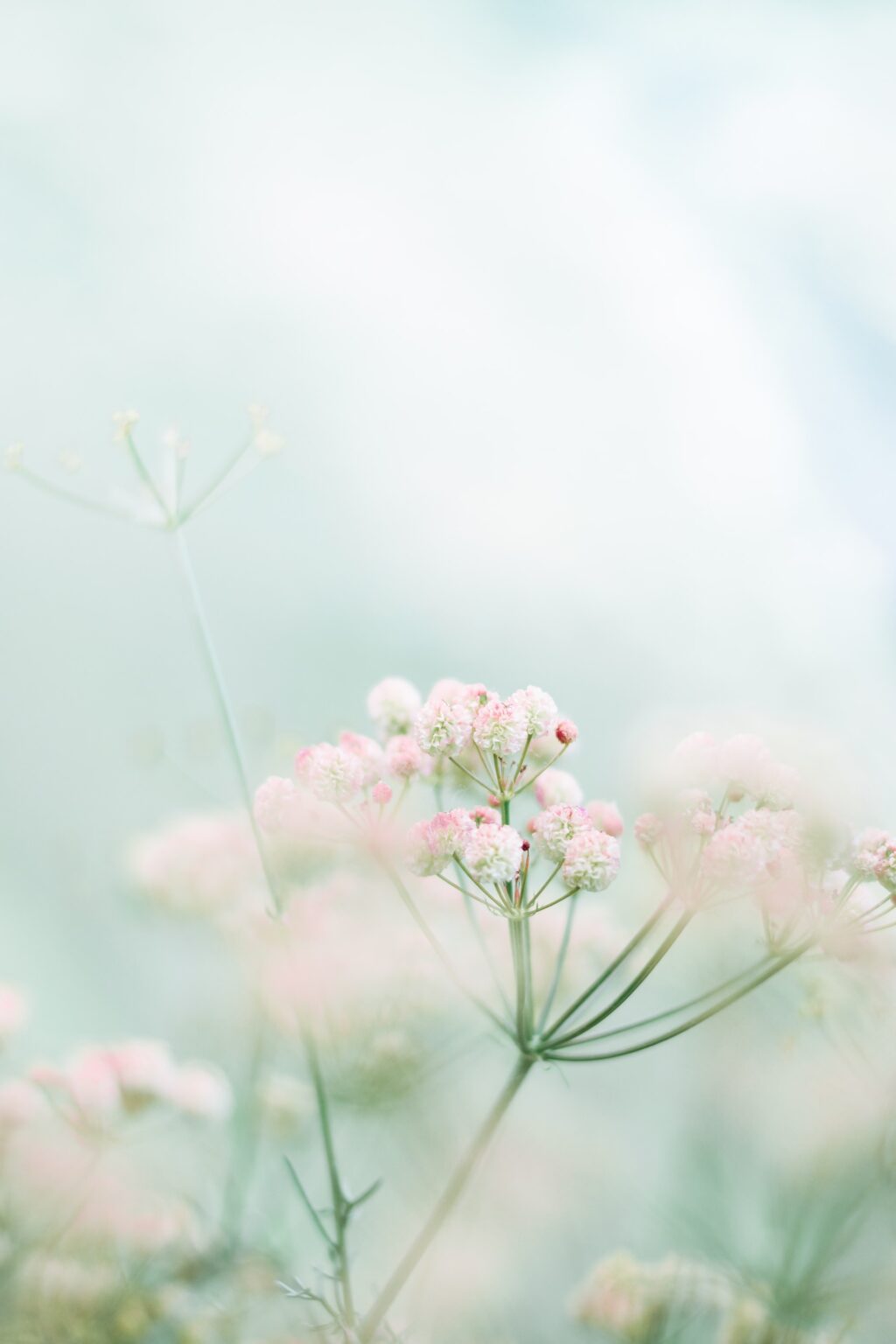 pale pink flower bokeh