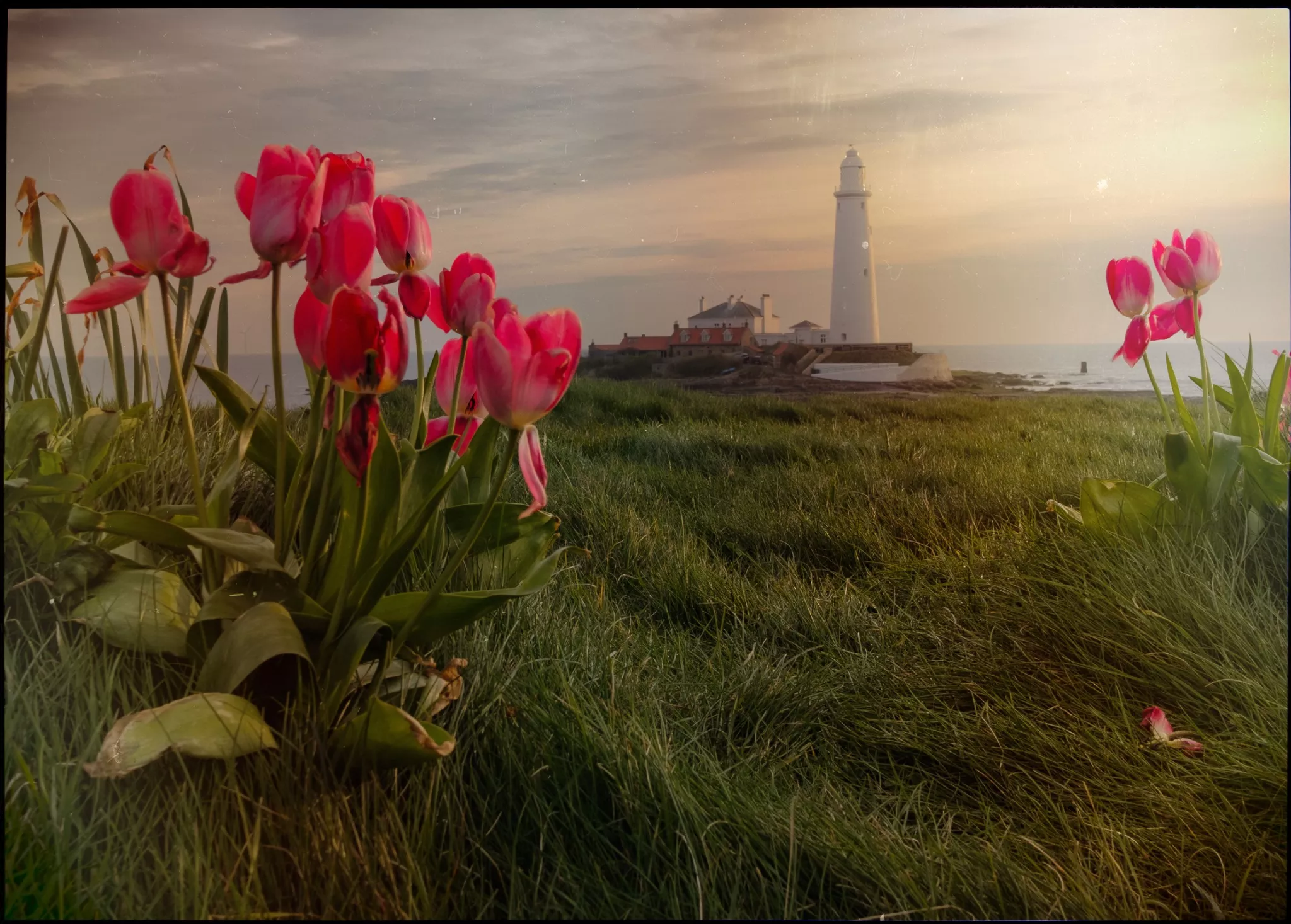 St Marys Lighthouse near Newcastle with tulips on foreground, given an old film look. 