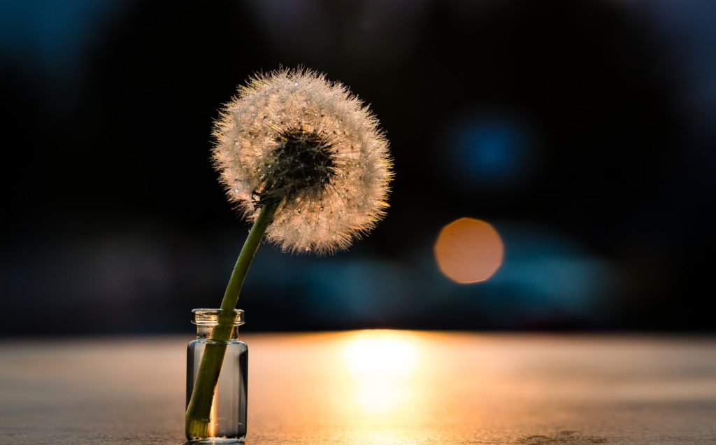 still life dandelion