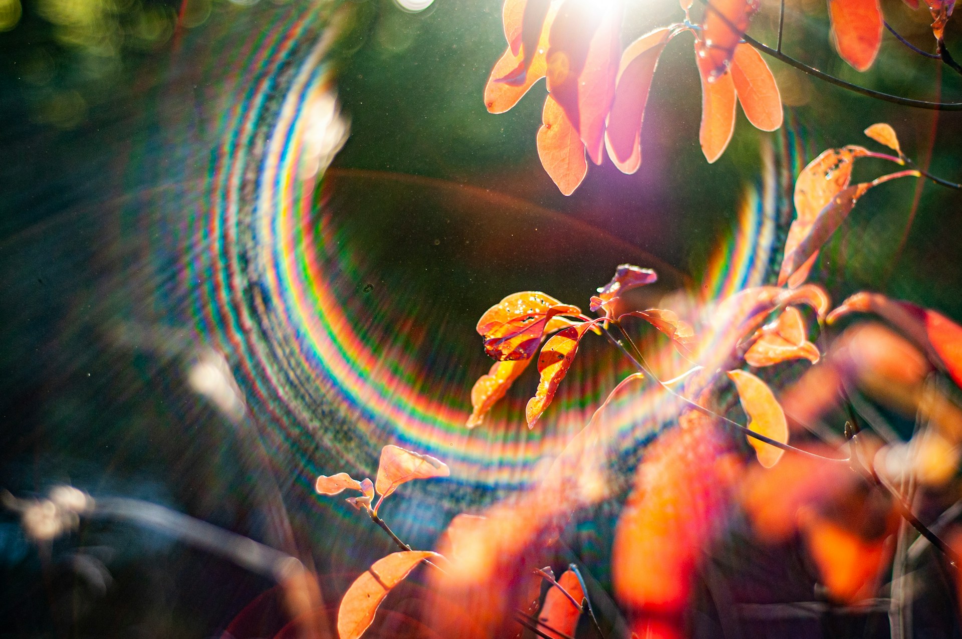 Picures Using Light How To Use Dappled Light To Create Brilliant Photographs | Light Stalking
