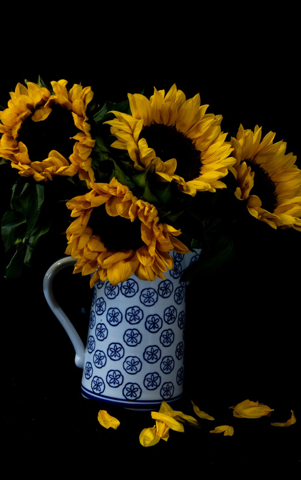 sunflowers dark background