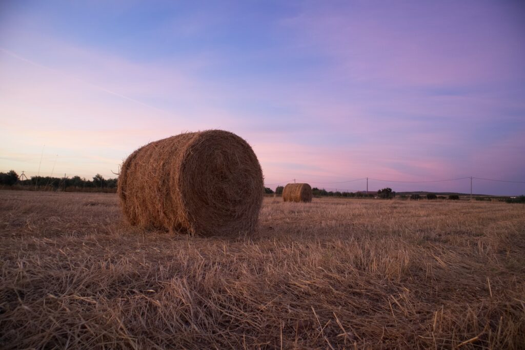 brown grass field during daytime