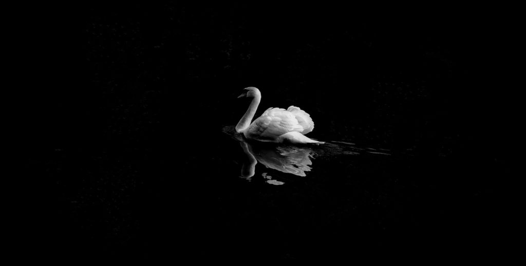 swan black background
