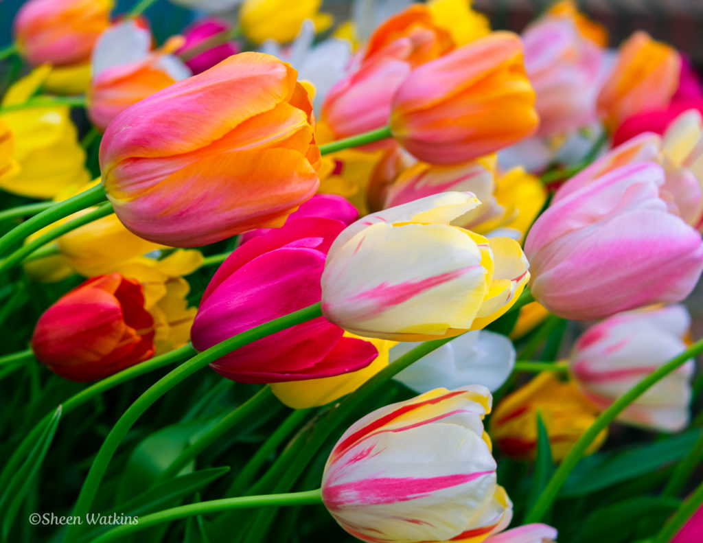 Leaning tulips