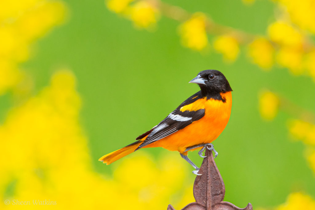 Photoblogging about the Baltimore Oriole