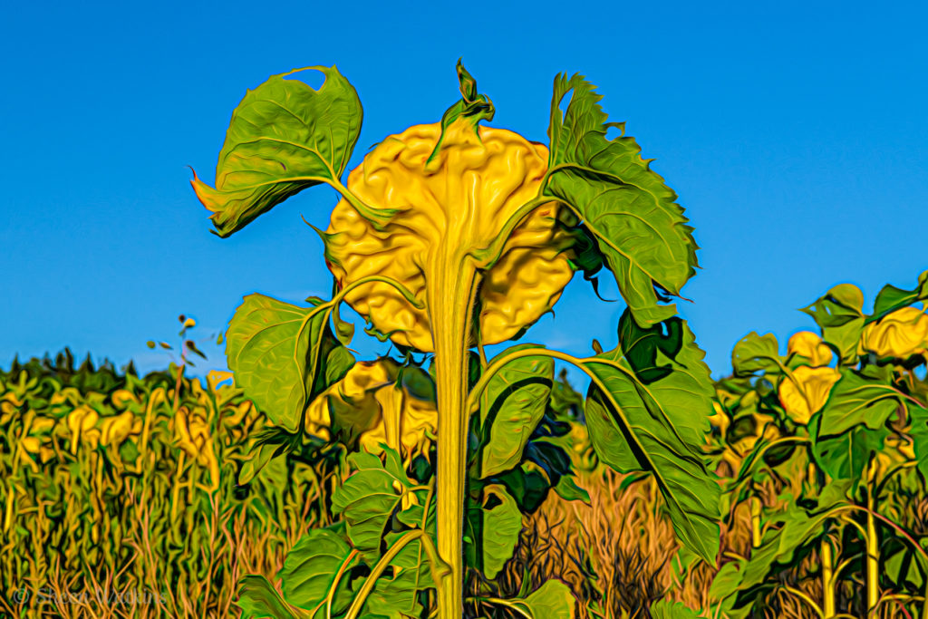 emotion in a sunflower